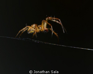 on the beach... little lovely spider....  105mm/F32/1-125 by Jonathan Sala 